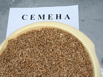 В Томской области строят Центр современного семеноводства