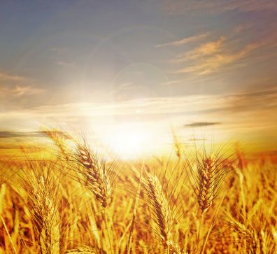 Кировские производители зерна получат субсидии