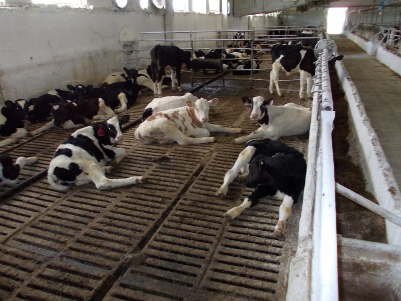 В Алтайском крае обсудили вопросы мясного скотоводства
