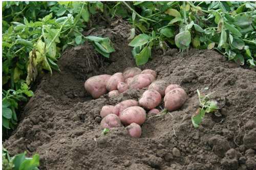 Производство оздоровленного картофеля как способ повышения качества посадочного материла