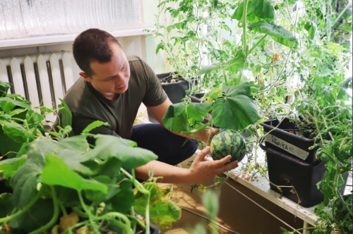 Новосибирская компания круглый год выращивает арбузы