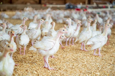 В Чувашии высокие темпы роста производства мяса птицы