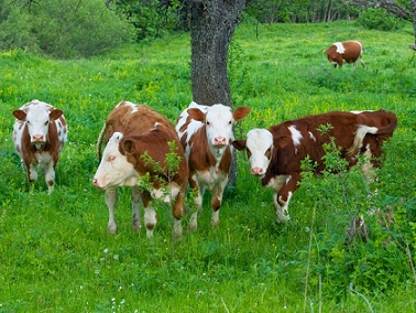 В Татарстане снизилось поголовье крупного рогатого скота