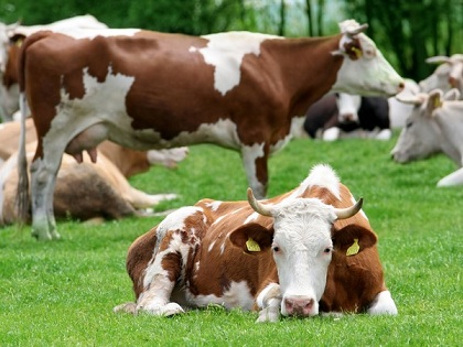 В Омской области стимулируют развитие молочного скотоводства