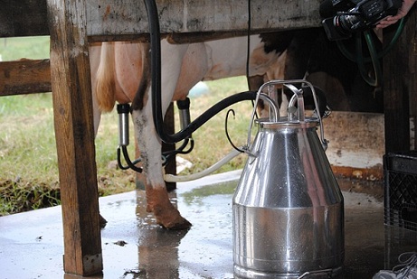 Алтайские хозяйства повышают продуктивность коров