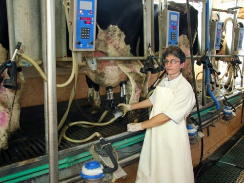 Поддержка алтайских молочных ферм выросла в 2,8 раза