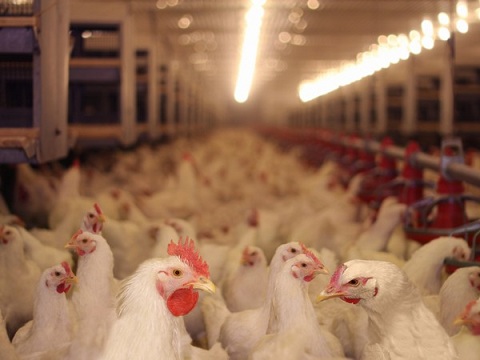 В Мордовии обсудили угрозы распространения гриппа птиц