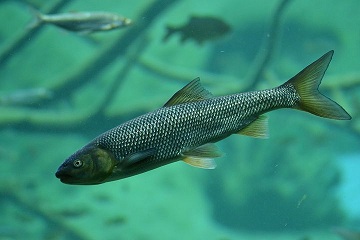 Тюменские рыбоводы вырастили более 3200 тонн рыбы