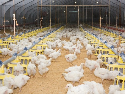 В Челябинской области усилят профилактику птичьего гриппа
