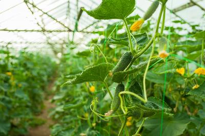 В Саратовской области растет производство тепличных овощей