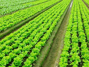 В Оренбуржье овощами открытого грунта засеют 6,1 тыс. гектаров