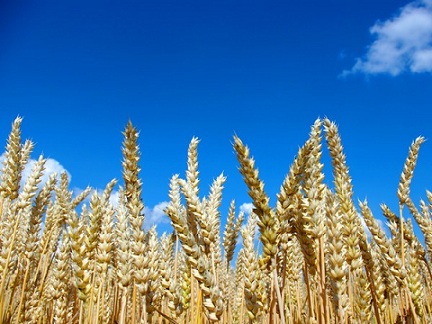 В Саратовской области увеличат посевы твердой пшеницы