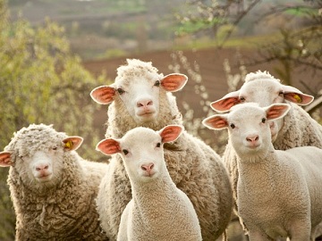 В Курганской области хотят создать овцеводческий кооператив 