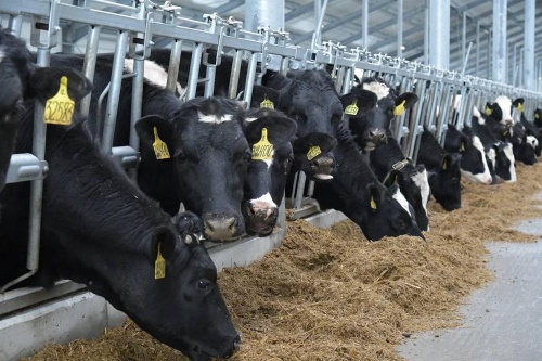 В Омской области открыли новую молочную ферму