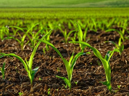 В Удмуртии в 5 раз вырос ввоз семян кукурузы