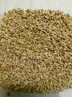 Предлагаю Мягкая яровая пшеница линия Lut-805