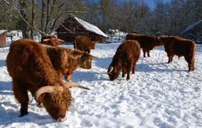Пермский край получит федеральные субсидии на развитие мясного скотоводства