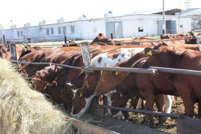 Минсельхоз РФ обсудил современное состояние мясного скотоводства в стране