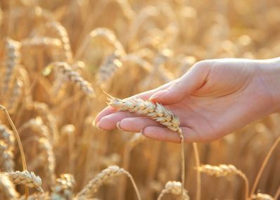 Сейчас обратный выкуп зерновых сулит прибыль российским аграриям