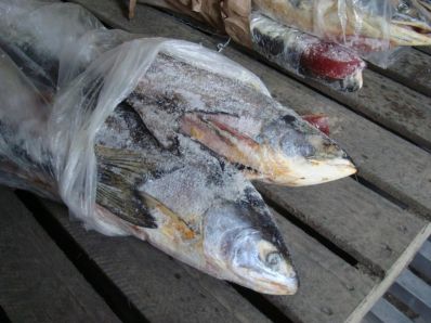 В Новосибирске изъяли 15 тонн свежемороженой рыбы неизвестного происхождения