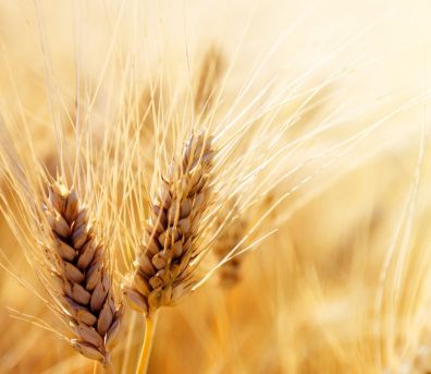 Недельный обзор рынка зерновых 11-18 апреля