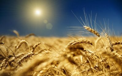 Казахстан планирует увеличить экспорт зерна