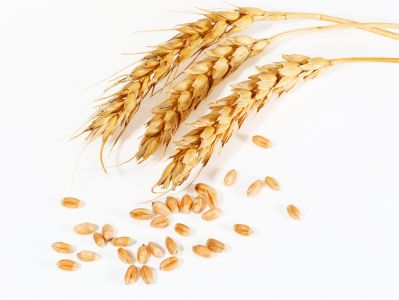 Недельный обзор зернового рынка с 25 апреля по 2 мая