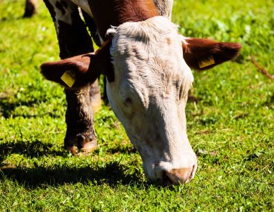 В Зауралье вводят целевую программу по развитию мясного скотоводства