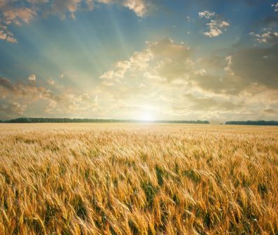 За сутки в Казахстане яровыми зерновыми засеяли почти 90 тыс.га