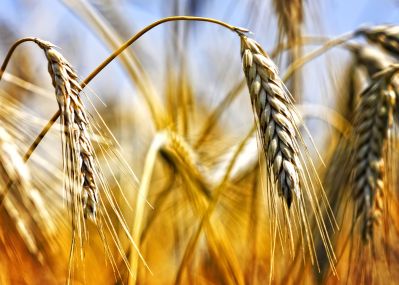 Обзор мирового зернового рынка и прогнозы экспертов МСХ США в майском докладе