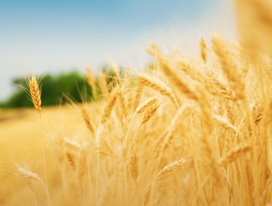 Международный совет по зерну пересмотрел прогнозы зернового баланса РФ по семи позициям