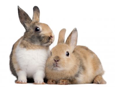 У кролиководства на территории Пензенской области есть перспективы
