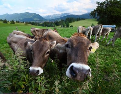 В Зауралье подвели итоги перевода скота на летне-пастбищное содержание