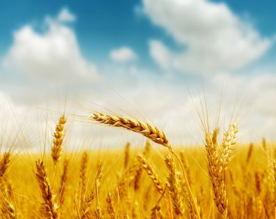 Изменились ли оценки российского и казахстанского зерновых рынков у аналитиков американского Минсельхоза в июне?