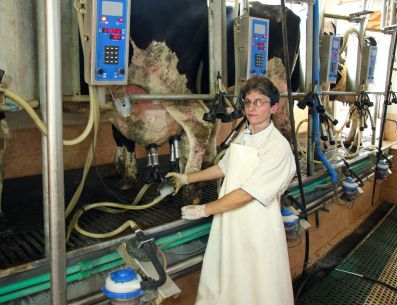 В Алтайском крае пройдет конкурс машинного доения коров