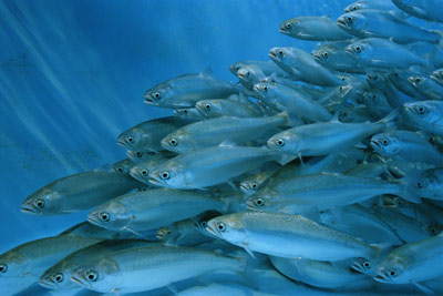 Рыбоводы УрФО поднимут вопросы аквакультуры на совещании в Тюмени