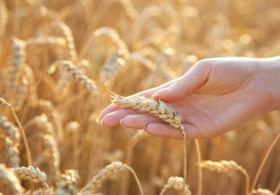 Международный совет по зерну в июне увеличил прогноз российского экспорта и импорта пшеницы