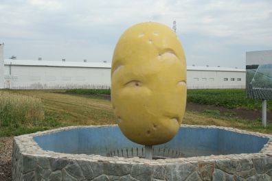 «Всероссийский День картофельного поля-2014»  проходит в Тюменской области