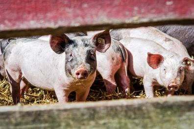 Российское свиноводство за первое полугодие прибавило 7,7%