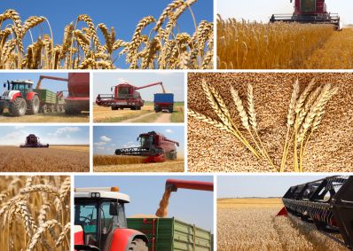 Зерновой рынок стран СНГ – факты и прогнозы МСЗ прошедшего и текущего маркетинговых годов.
