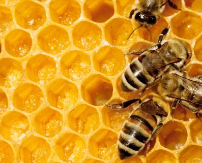 Депутаты законодательного собрания Томской области приняли закон о пчеловодстве