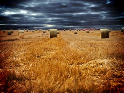 В Республике Татарстан обмолочено 366,7 тыс. га зерновых культур