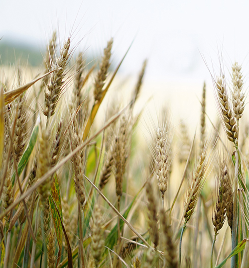 Сильная пшеница:  вырастить и сохранить