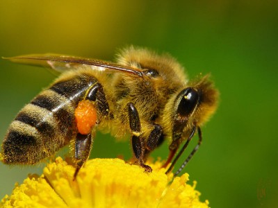 Пчеловодство в масштабах крестьянского хозяйства