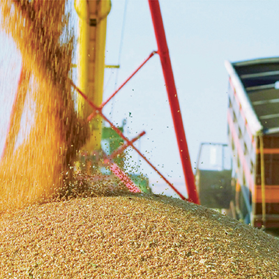 Новый урожай: зерновая проблема и пути её решения