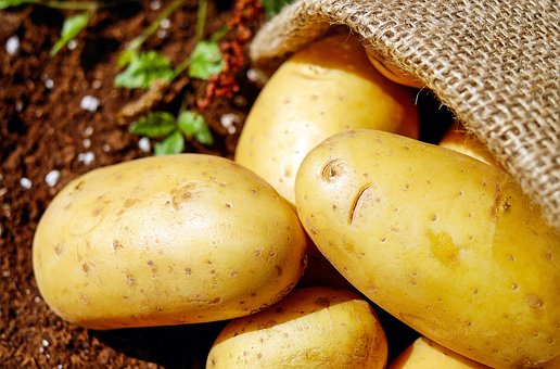 В Челябинске презентовали новый сорт картофеля