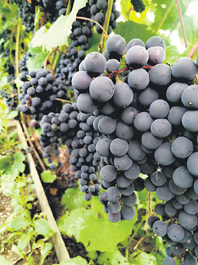 Садовод в условиях Западной Сибири получает 500 килограммов винограда за сезон