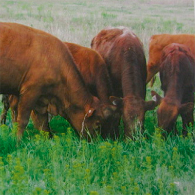 Интенсивность роста бычков мясных пород