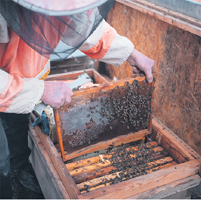 Не для себя пчела мед собирает: горькие проблемы сладкой отрасли