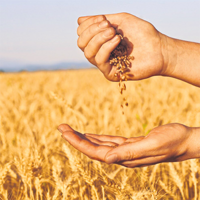 Экспортеры зерна Казахстана: каким должен быть зерновой рынок и логистика
